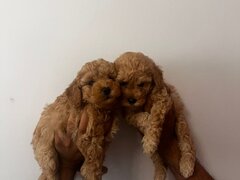 Poodle
