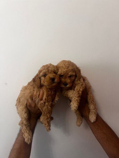 Poodle