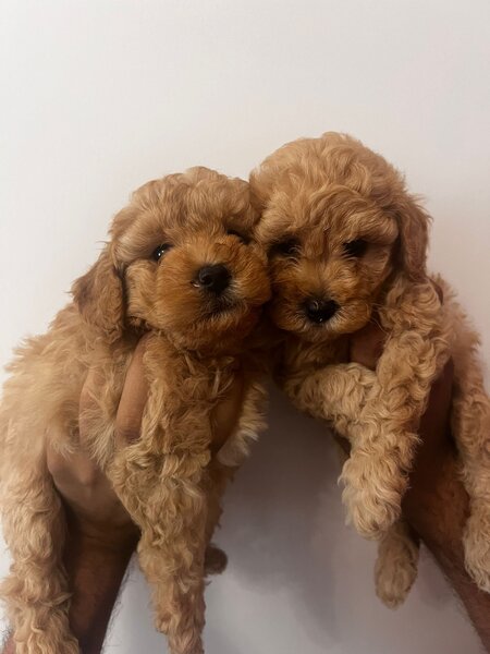 Poodle