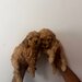 Poodle