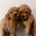 Poodle